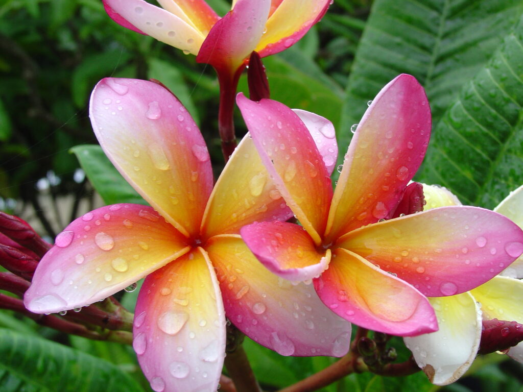 Mango Magic plumeria photo
