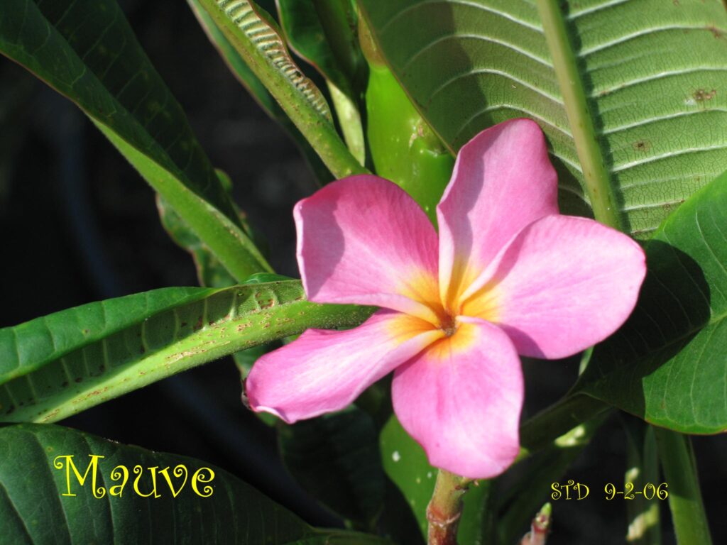 Mauve 227 plumeria photo