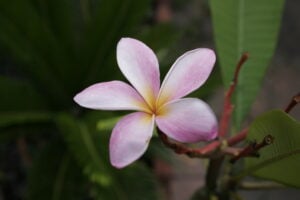 Tillie Hughes plumeria