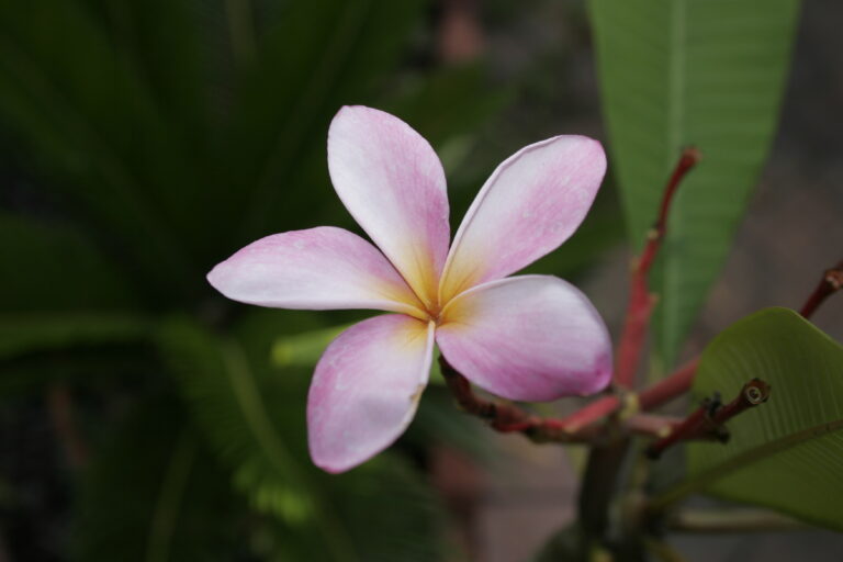 Tillie Hughes plumeria flower