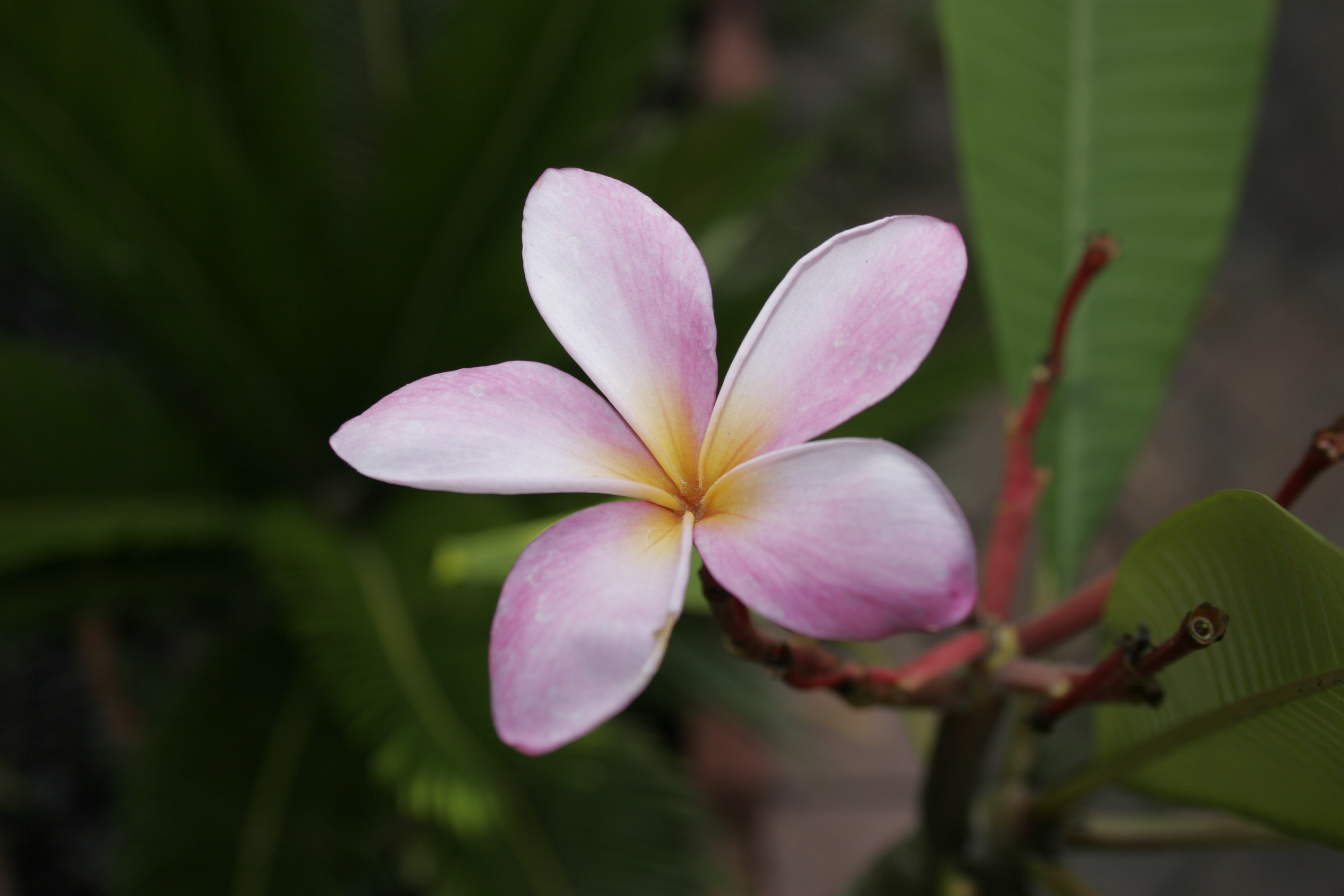 Tillie Hughes plumeria photo