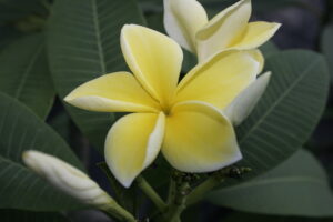 Thornton Lemon plumeria