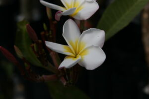 Carmen plumeria