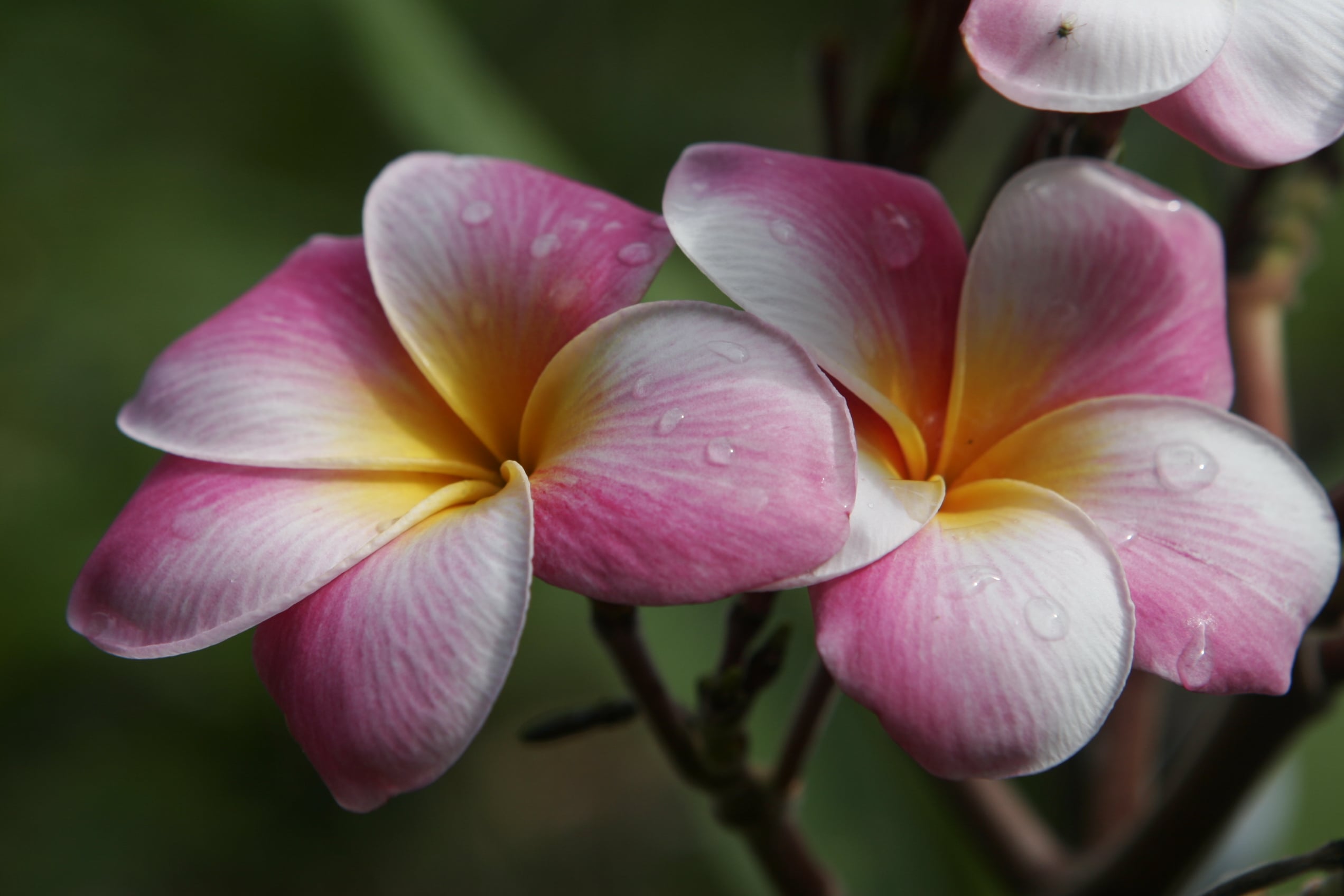 Tomlinson plumeria photo