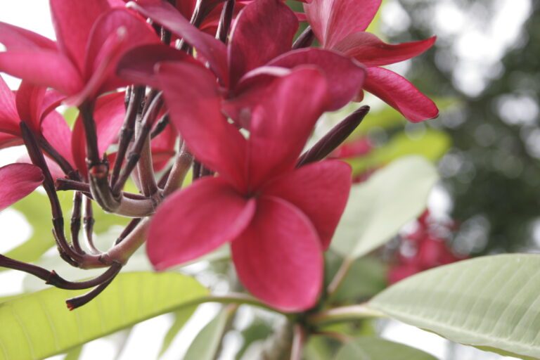 Cranberry plumeria flower