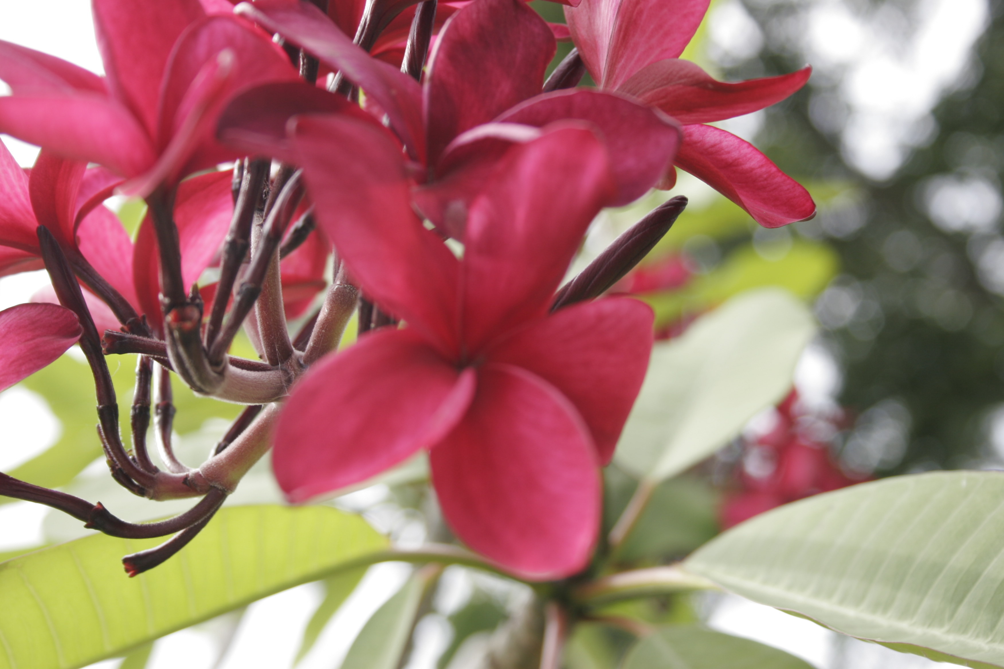 Cranberry plumeria photo