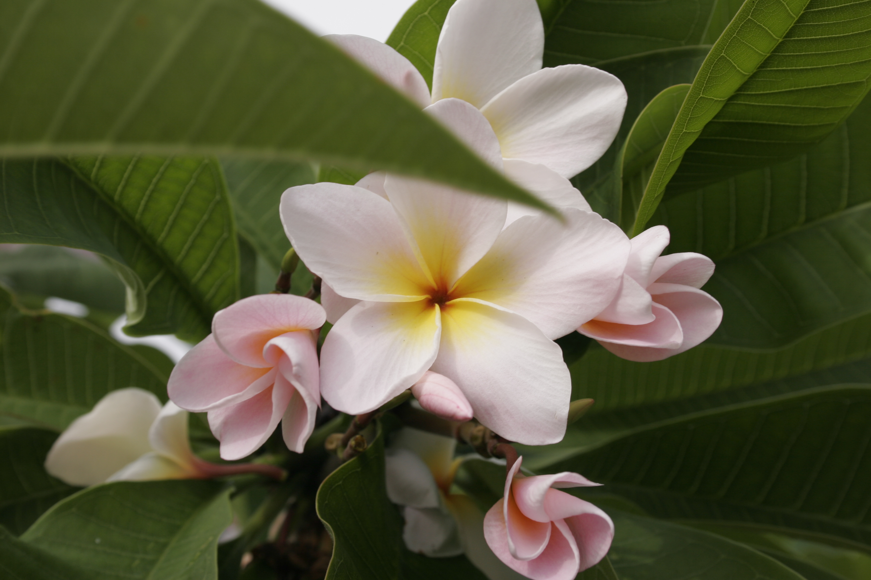 Courtade Pink plumeria photo
