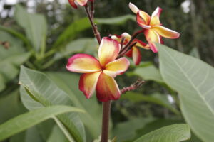 Intense Rainbow plumeria
