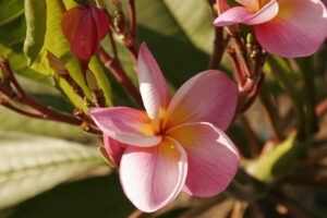 Ryann Chelsey plumeria