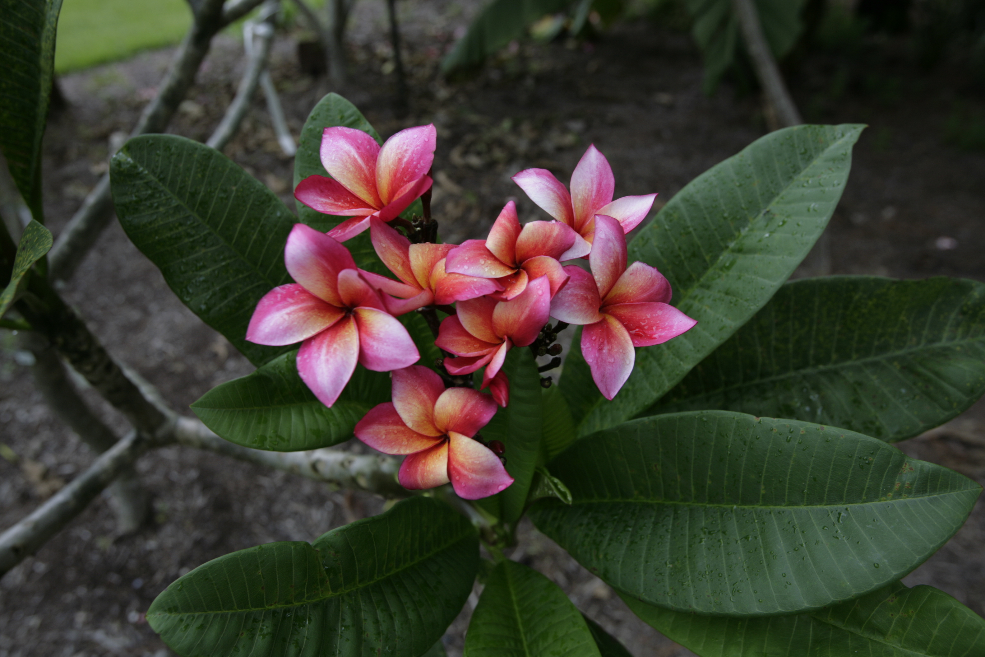 Camelot plumeria photo