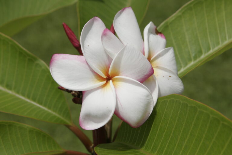Valentine (JJ) plumeria flower