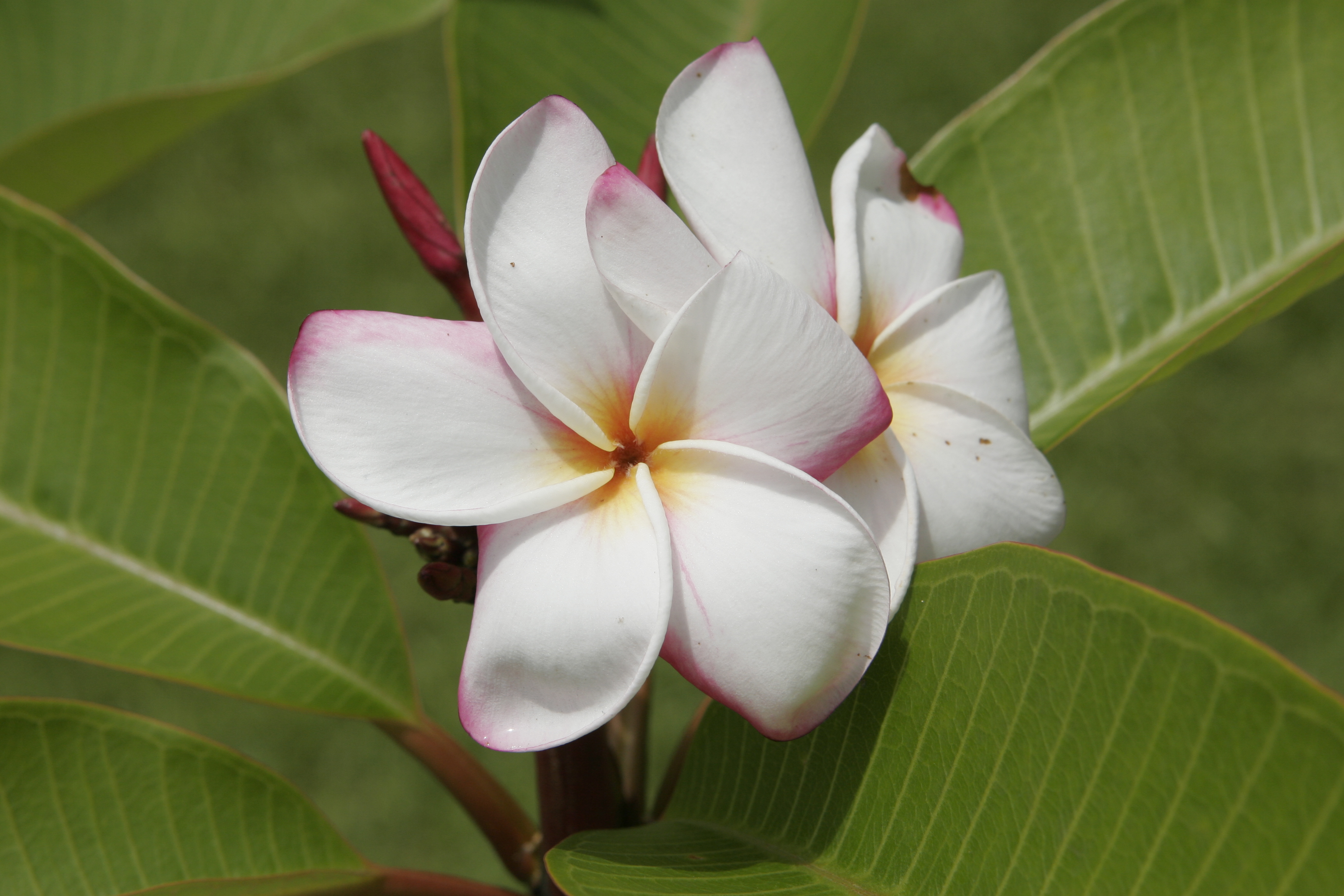JJ Valentine plumeria photo