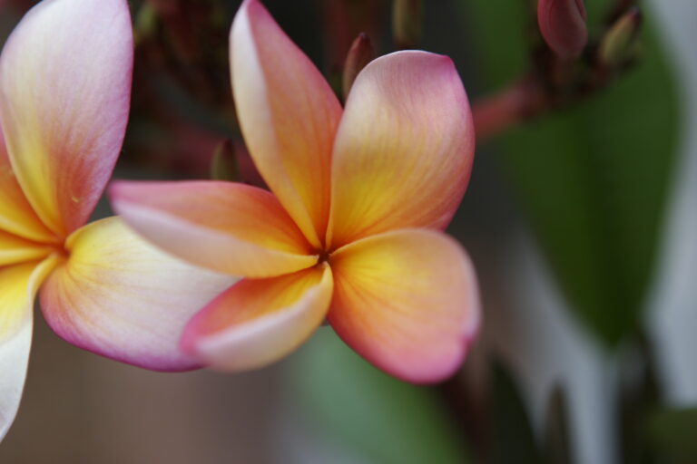 Nassau plumeria flower