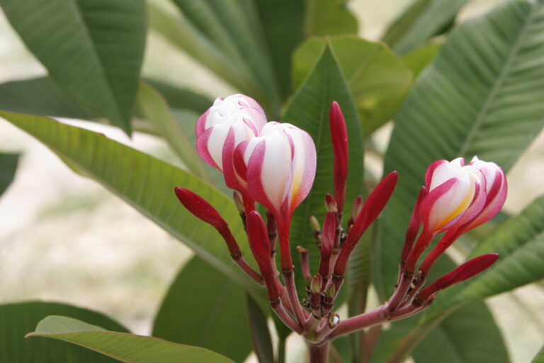 White Shell 111 plumeria flower