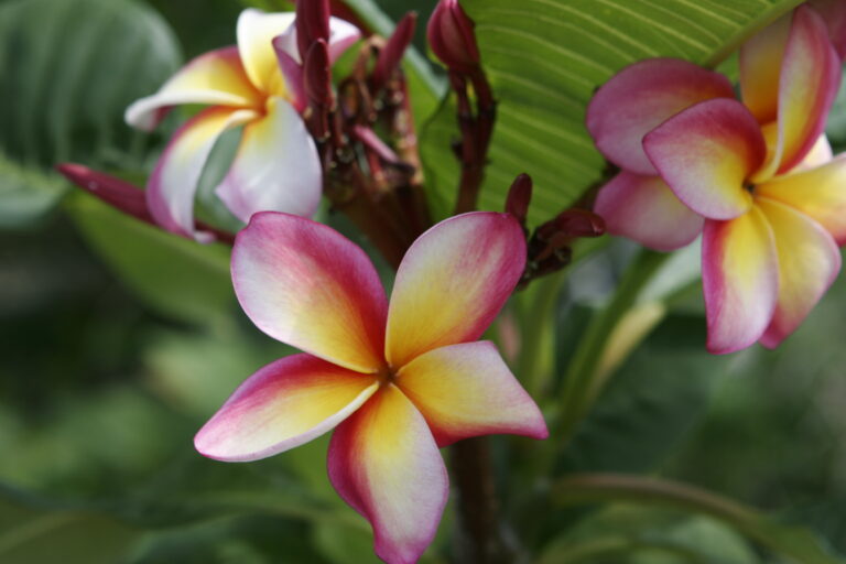 Gloria Schmidt plumeria flower