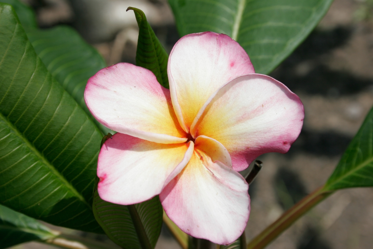 Soffie plumeria photo