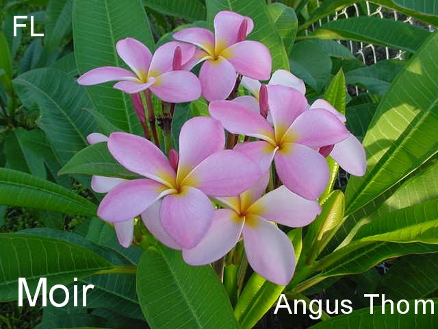 Moir 131 plumeria flower
