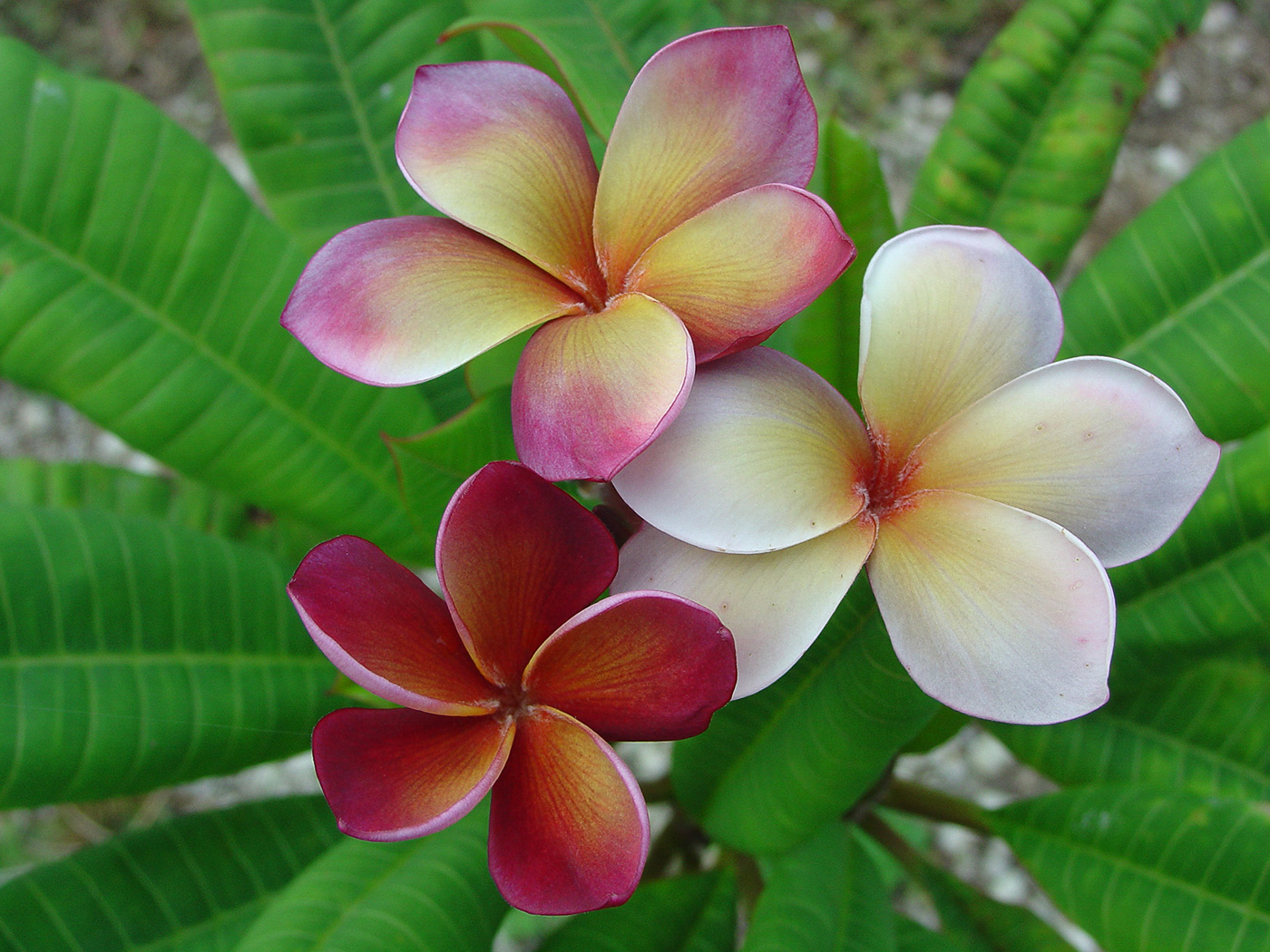 George Brown plumeria photo