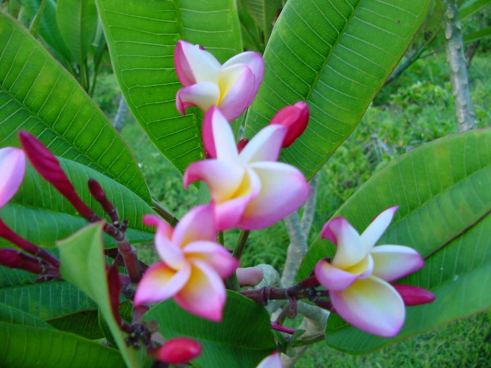 Myra Shell plumeria photo