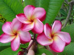 Luc's Magnum Opus plumeria photo