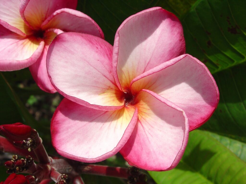 Luc’s Magnum Opus plumeria photo