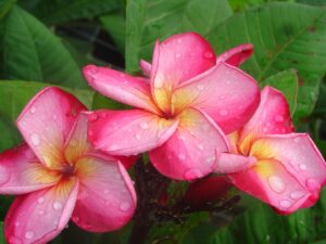 Luc's Magnum Opus plumeria photo