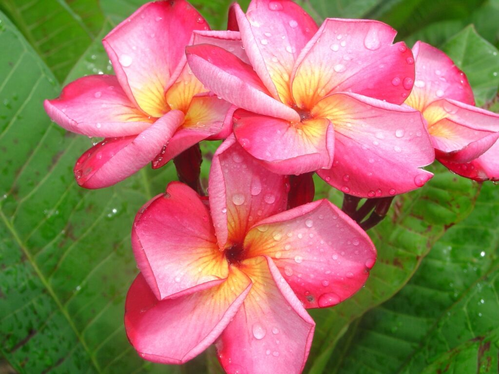 Luc’s Magnum Opus plumeria photo
