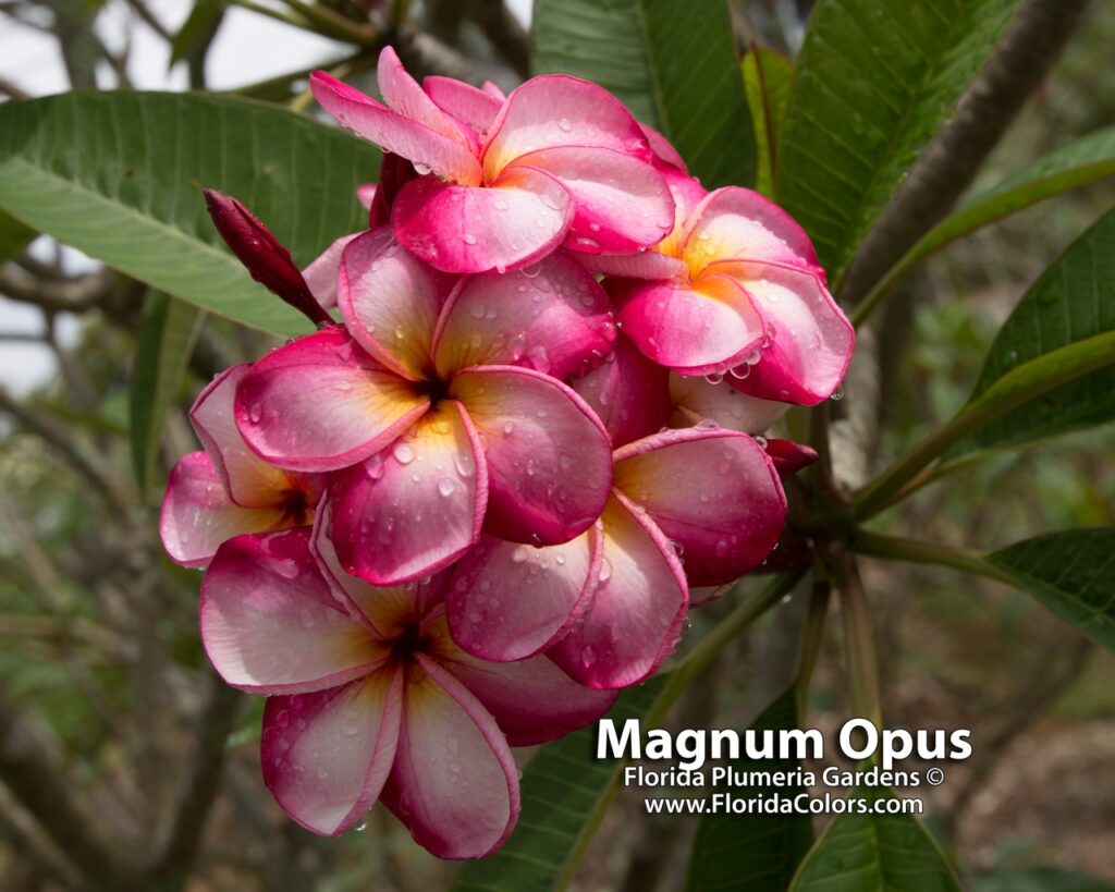 Luc’s Magnum Opus plumeria photo