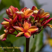 Makaha Sunn photo preview