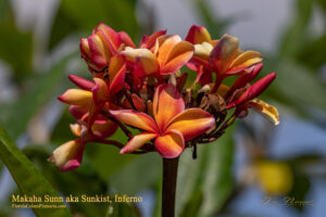 Makaha Sunn plumeria