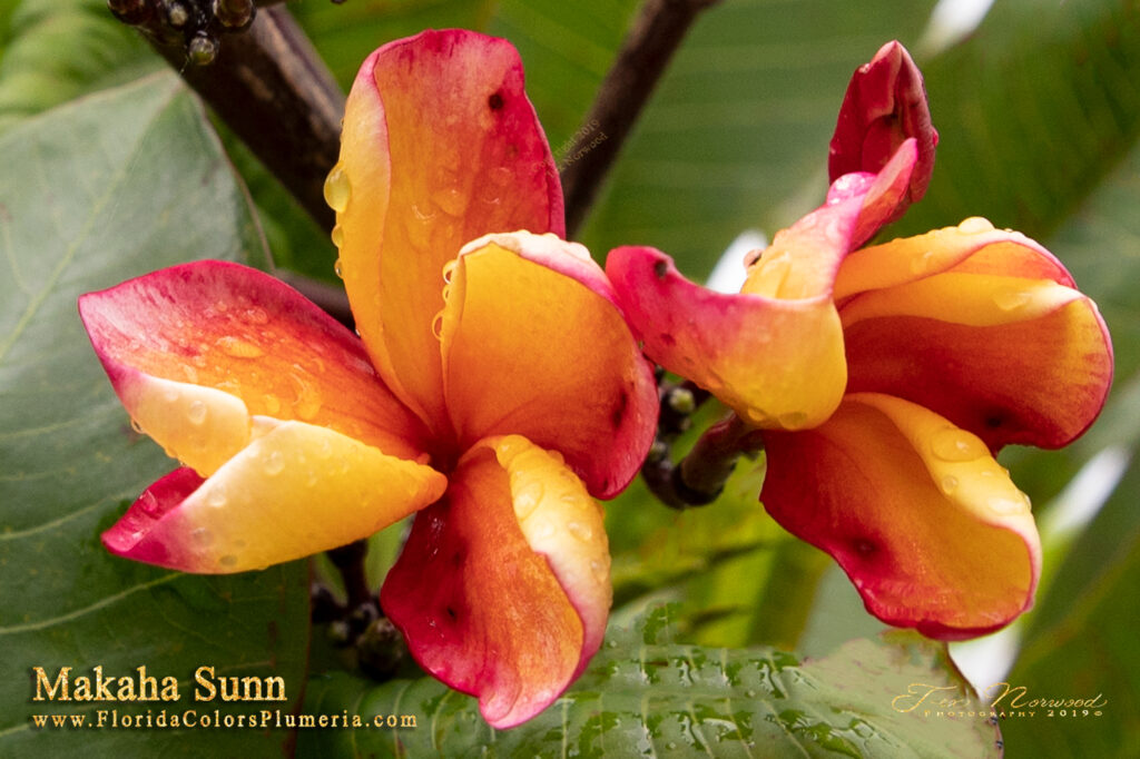 Makaha Sunn plumeria photo