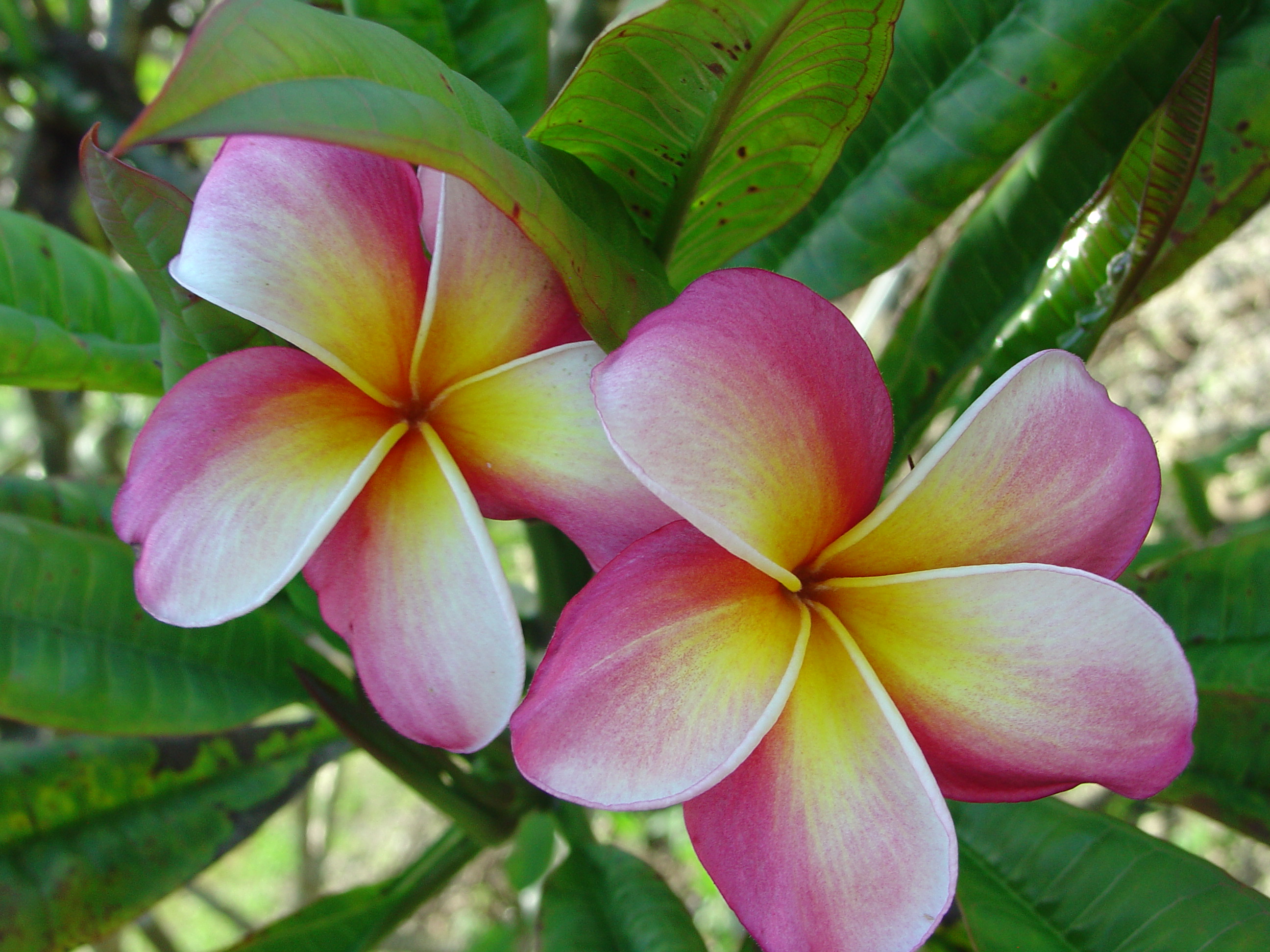 Makanani plumeria photo