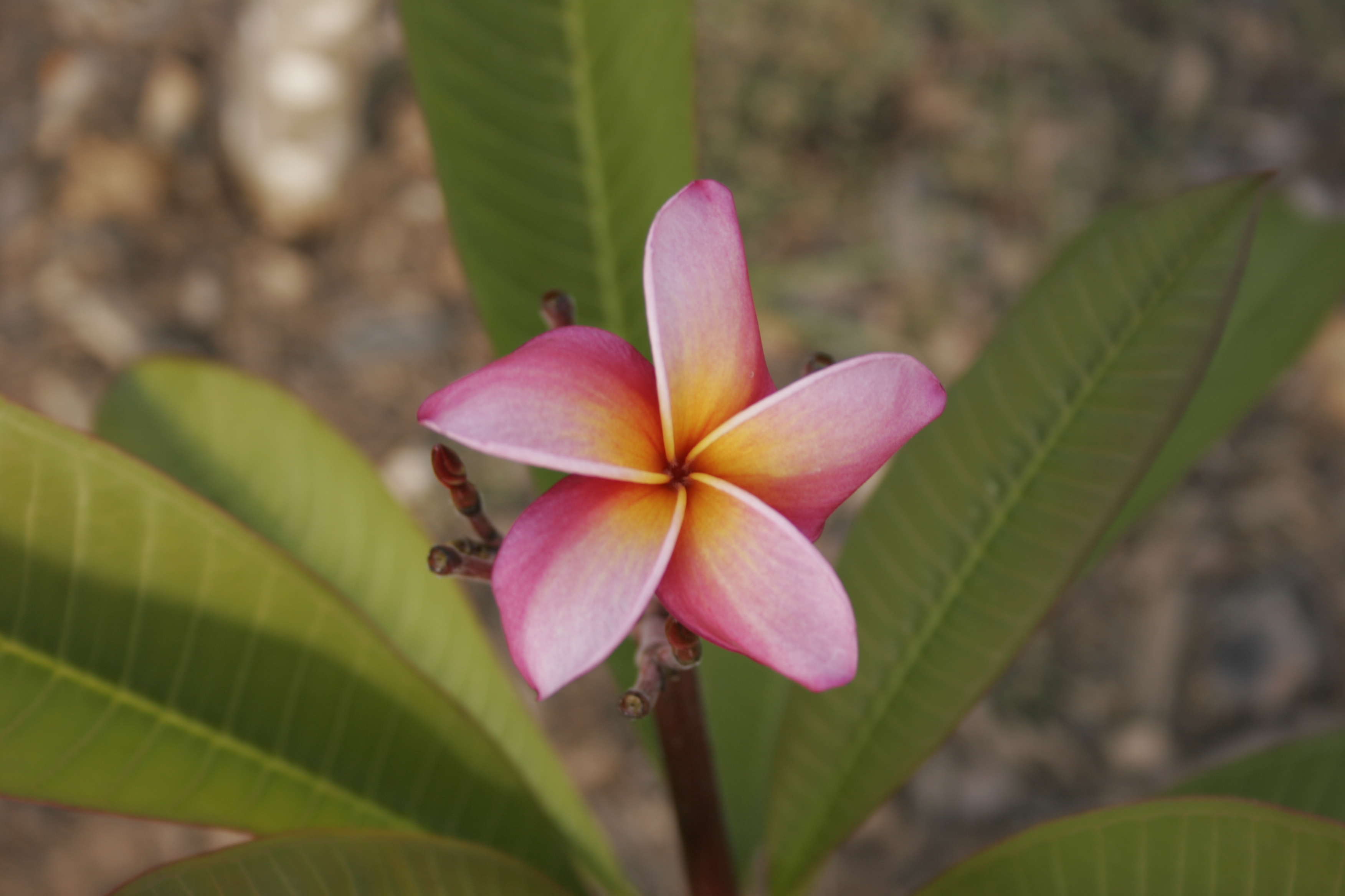 Makanani plumeria photo