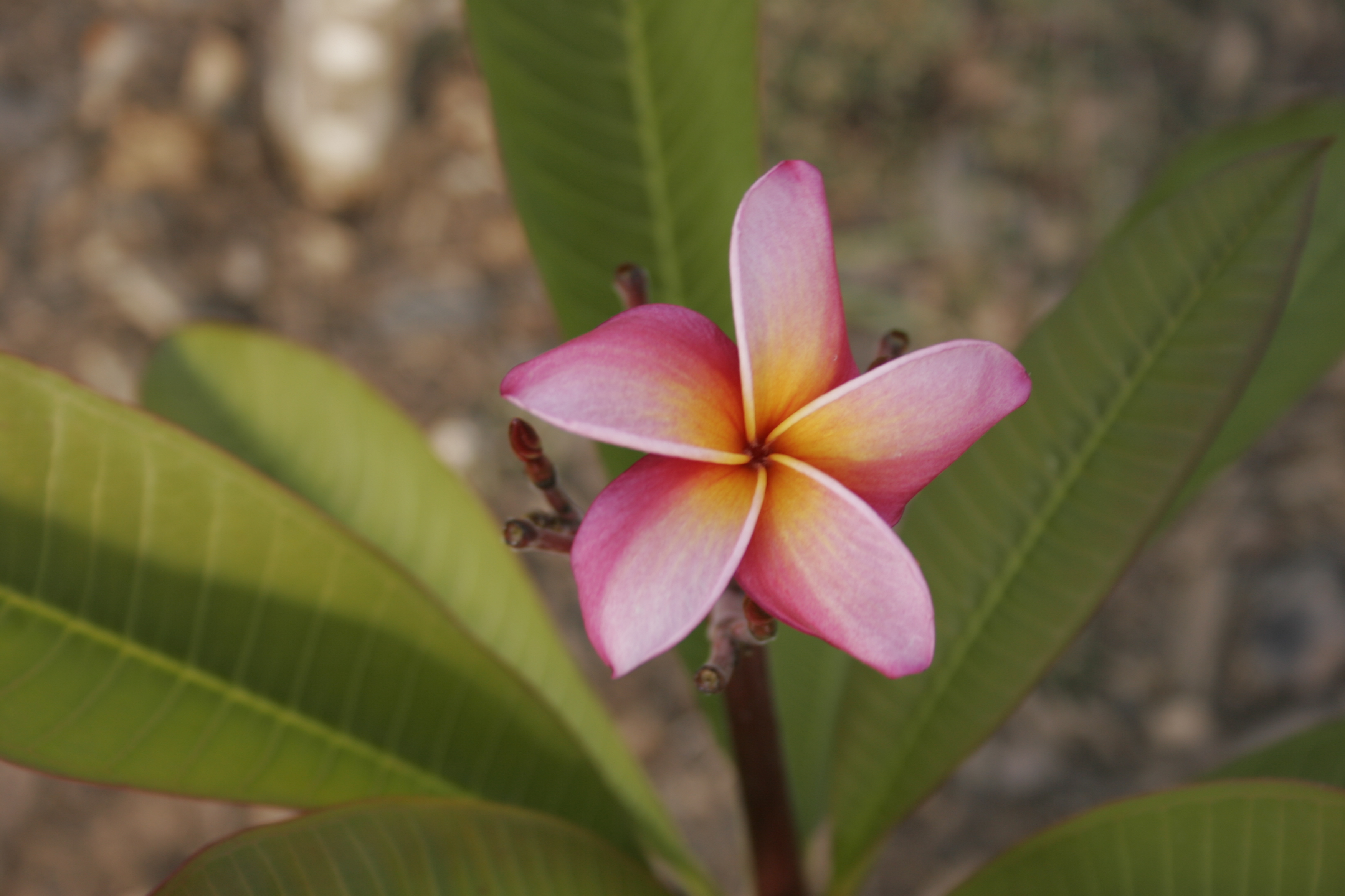 Makanani plumeria photo