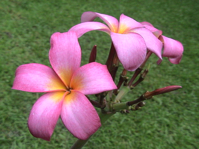 Malai plumeria flower