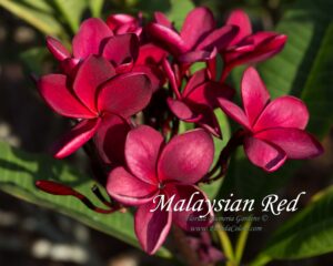 Malaysian Red thumbnail