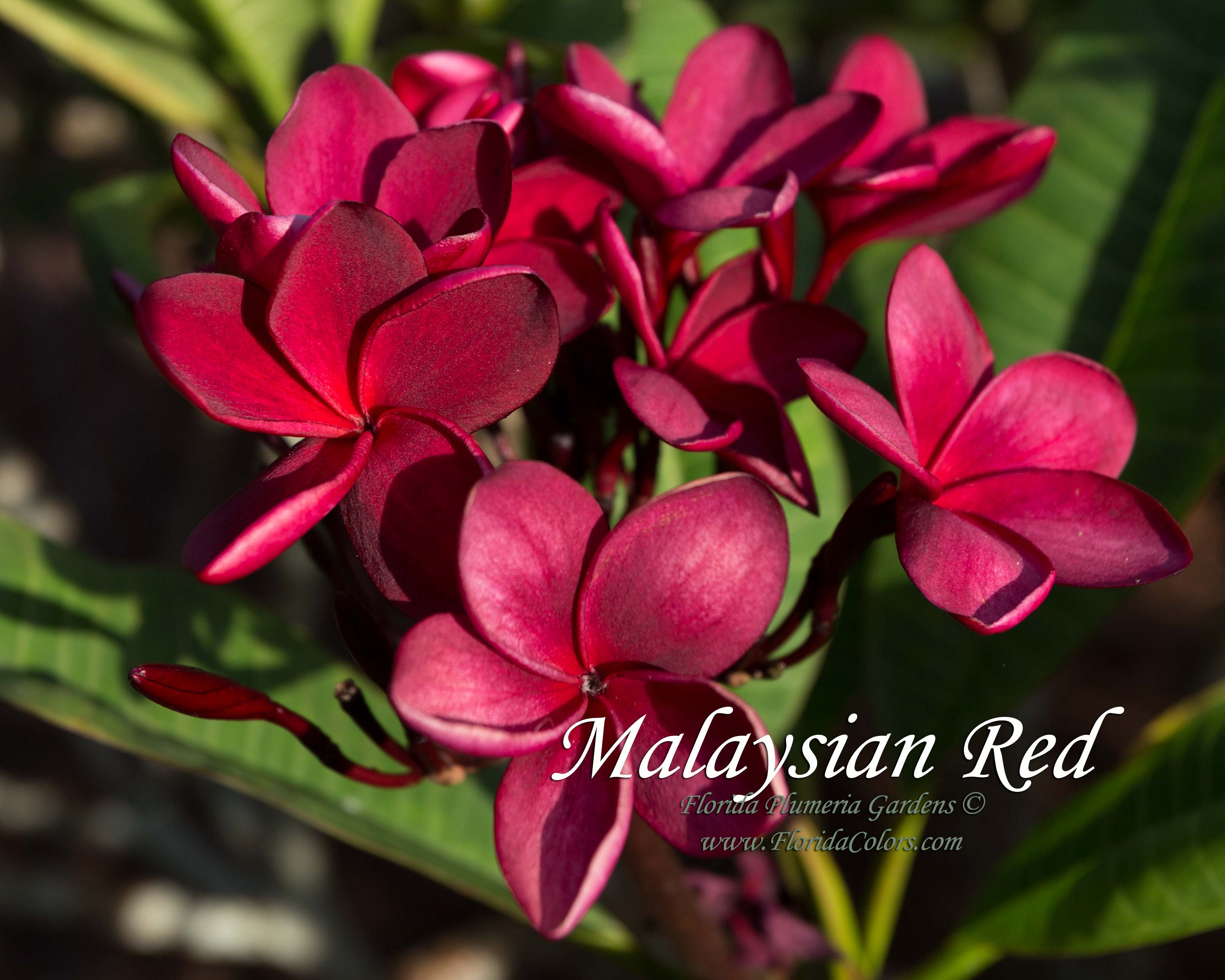 Malaysian Red plumeria photo