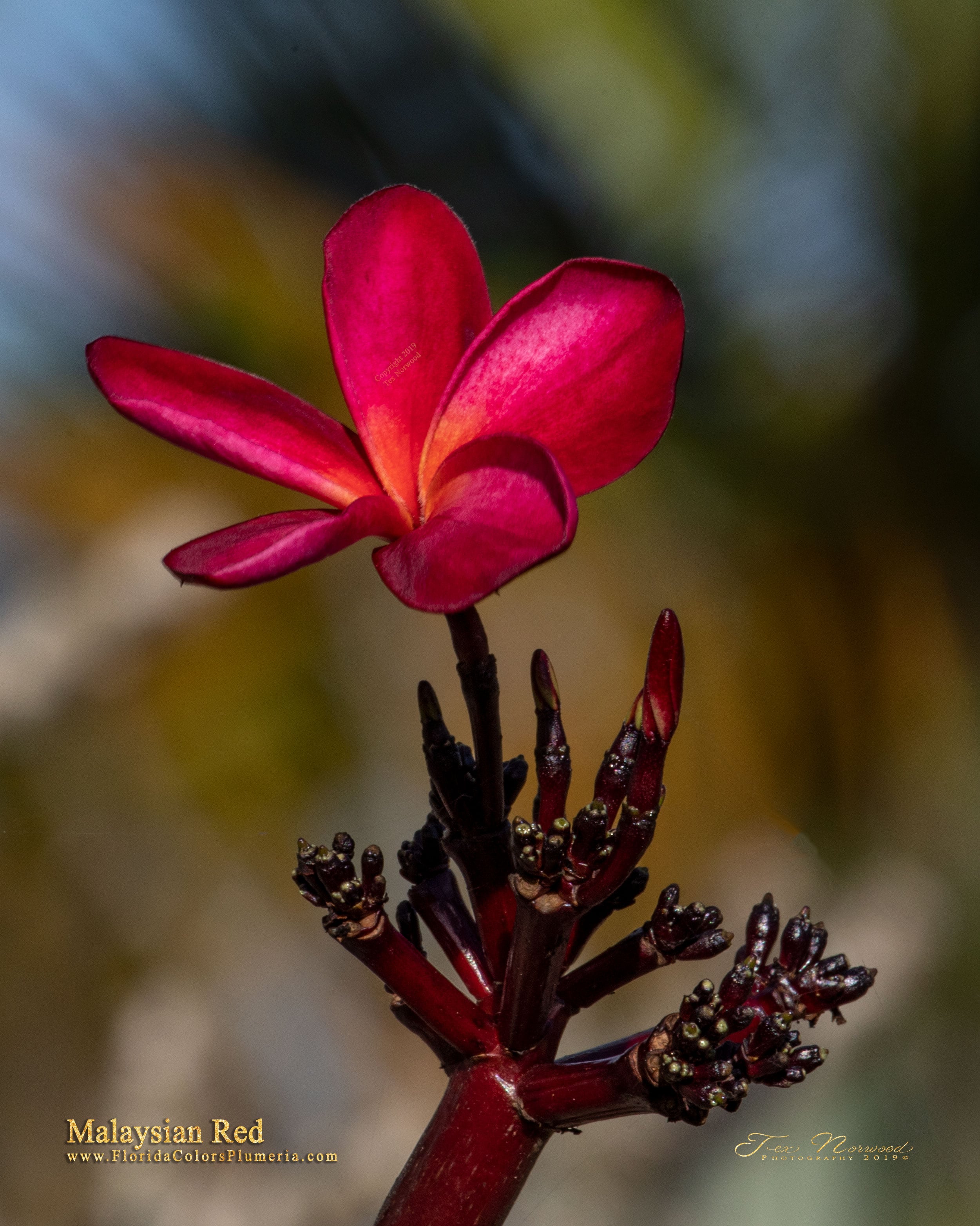Malaysian Red plumeria photo