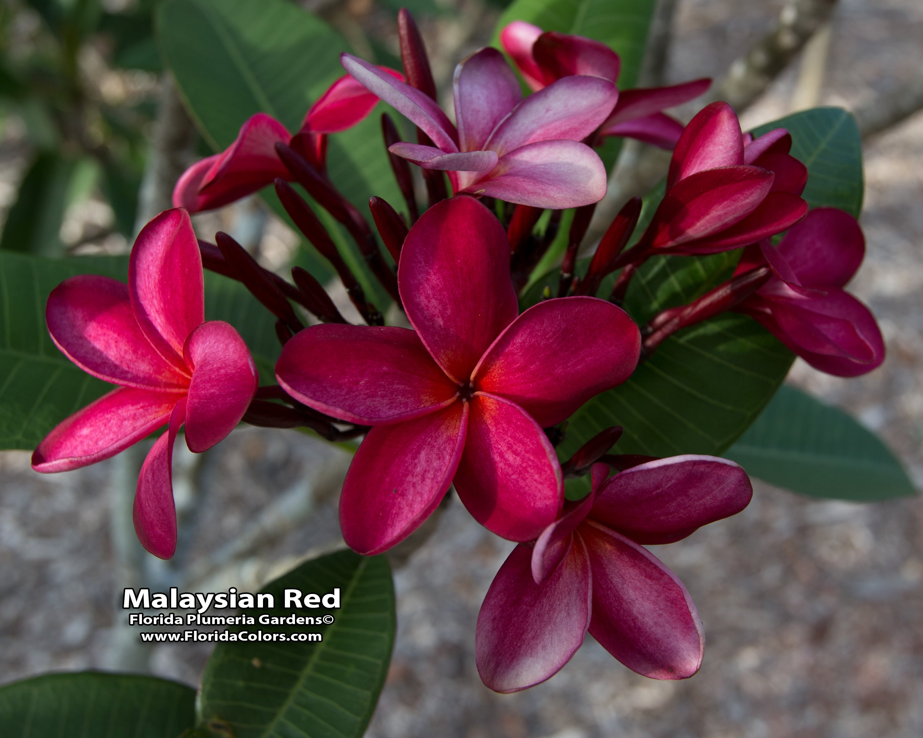 Malaysian Red plumeria photo