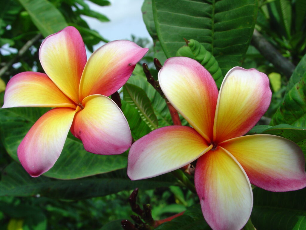 Mango Magic plumeria photo
