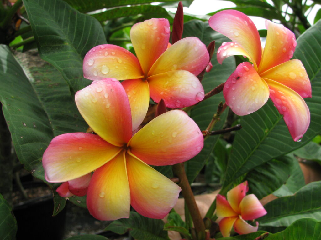 Mango Magic plumeria photo