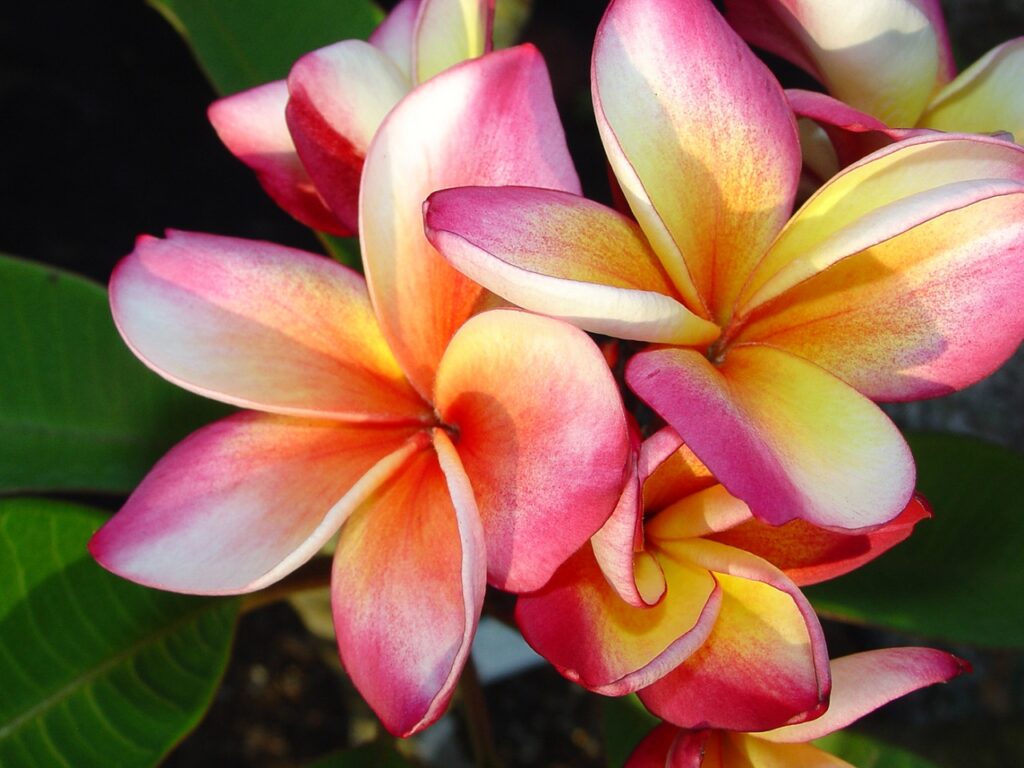 Marco Polo plumeria photo