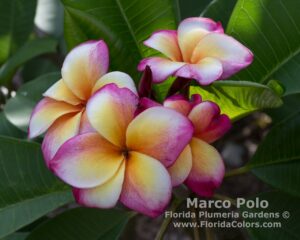Marco Polo plumeria photo