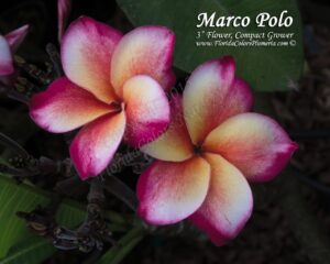 Marco Polo plumeria photo