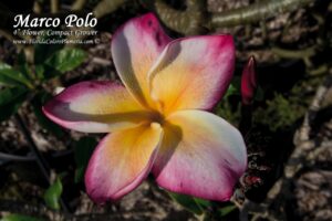 Marco Polo plumeria photo