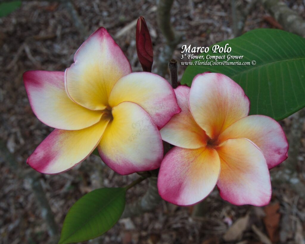 Marco Polo plumeria photo