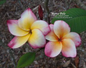 Marco Polo plumeria photo
