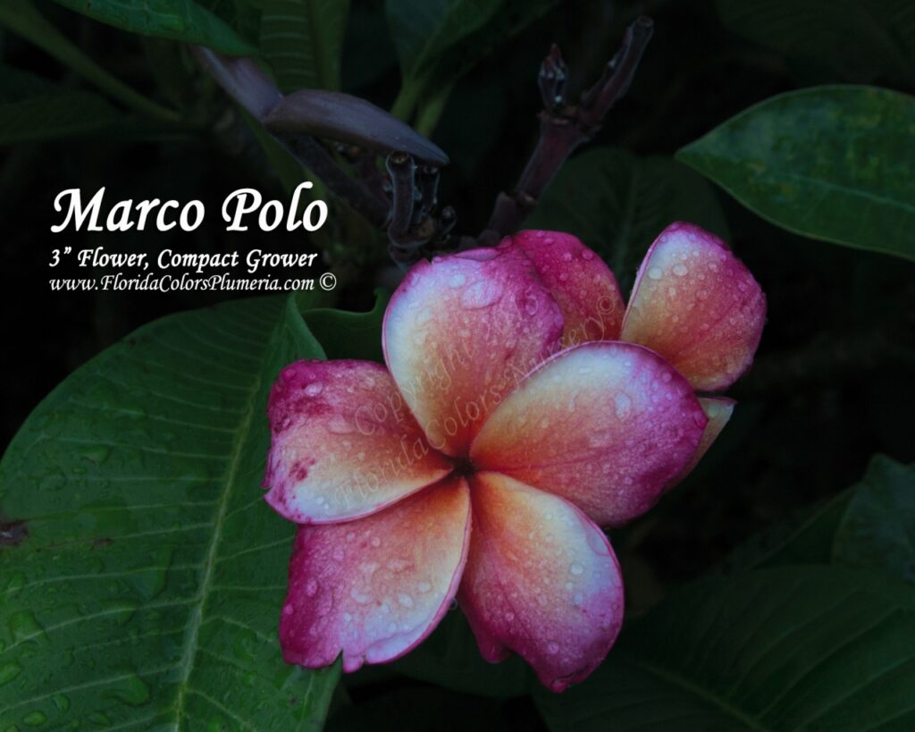 Marco Polo plumeria photo