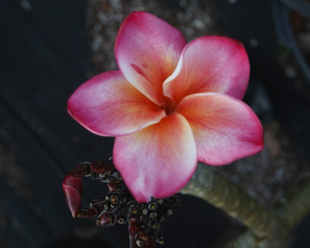 Marco Polo plumeria photo