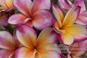 Marco Polo plumeria photo